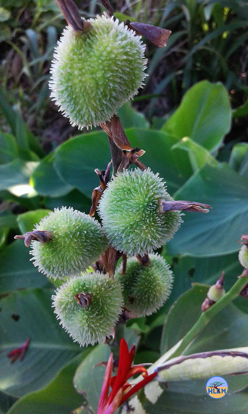 HLEM India Shot Canna indica seed capsule  NEMBA cat 1b alien invasive weed Durban South Africa