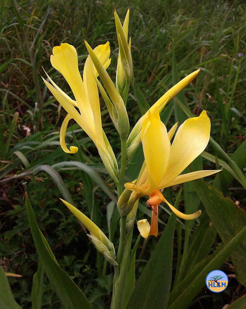 HLEM India Shot Canna indica  yellow flower  NEMBA cat 1b alien invasive weed control durban