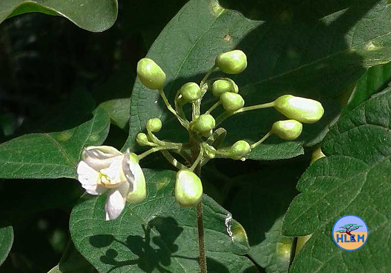 HLEM Balloon vine Cardiospermum grandiflorum flower NEMBA category 1b alien invasive weed control durban south africa