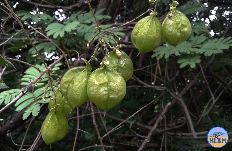 HLEM Balloon vine Cardiospermum grandiflorum seed capsule NEMBA category 1b alien invasive weed control durban south africa