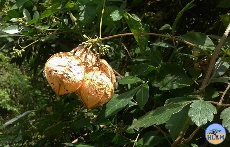 HLEM Balloon vine Cardiospermum grandiflorum  dried seed pod  NEMBA category 1b alien invasive weed DUrban Kwazulu-Nata
