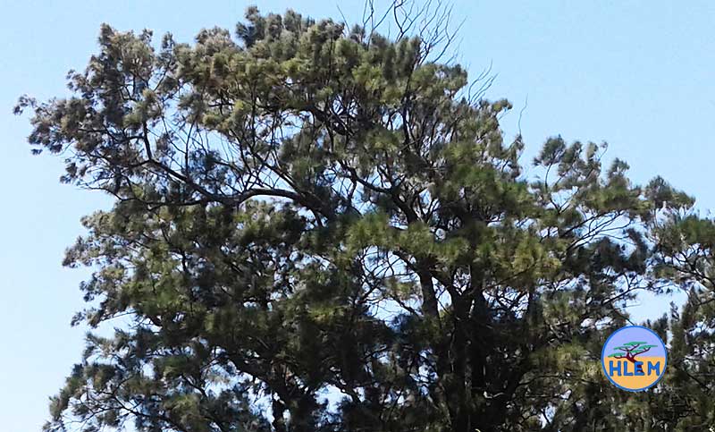HLEM Beefwood Casuarina cunninghamiana mature tree is a  NEMBA cat 2 alien invasive weed control durban