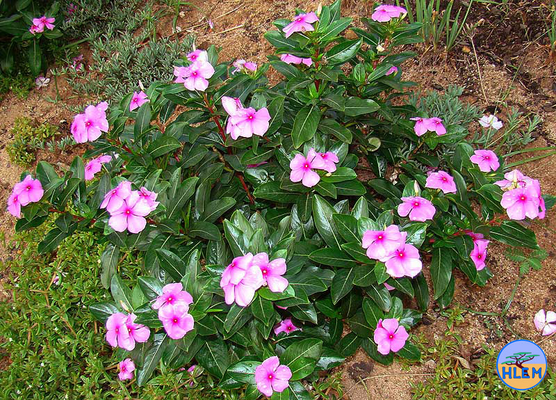 Madagascar Periwinkle Catharanthus roseus