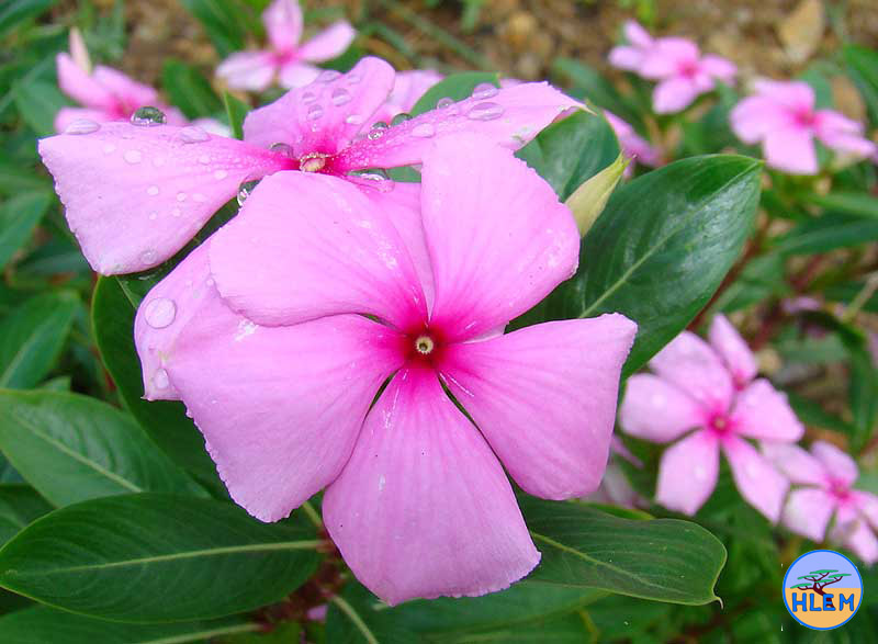 HLEM Madagascar Periwinkle Catharanthus roseus NEMBA cat 1b alien invasive weed control durban