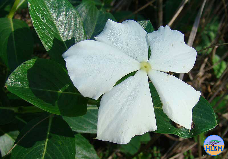 HLEM Madagascar Periwinkle Catharanthus roseus white flower  NEMBA cat 1b alien invasive weed