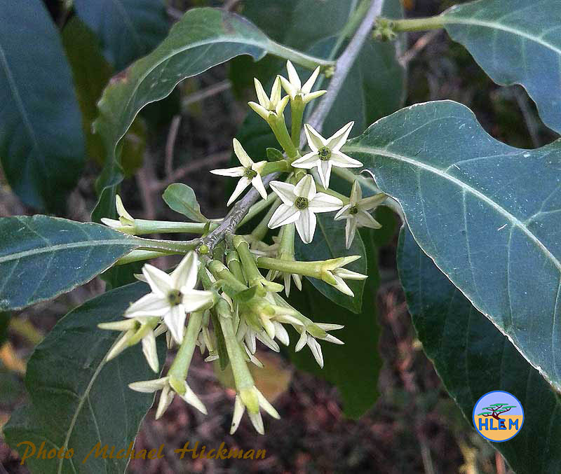 HLEM Flower of Inkberry Cestrum laevigatum leaves NEMBA cat 1b alien invasive weed control KZN Durban South Africa