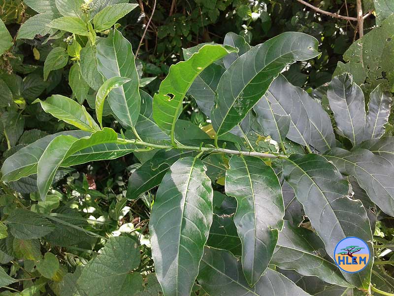 HLEM Inkberry Cestrum laevigatum leaves NEMBA cat 1b alien invasive weed control durban south africa