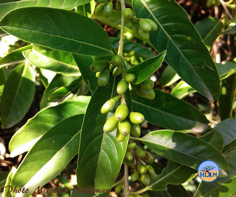 HLEM unripe fruit of Inkberry Cestrum laevigatum  NEMBA cat 1b alien invasive weed contraol KZN Durban South Africa