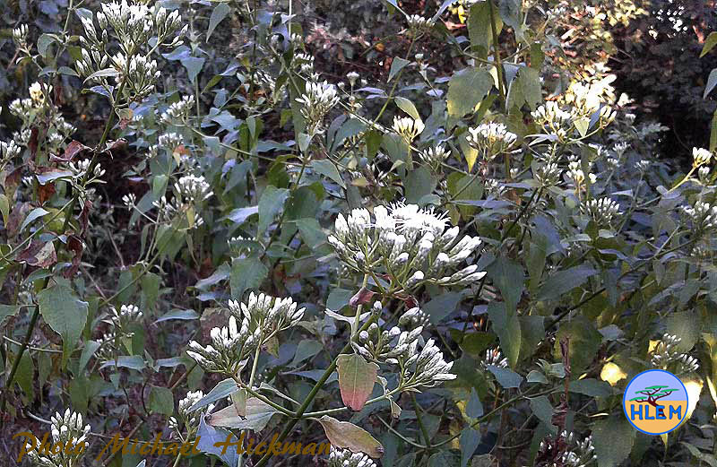 HLEM photo of the flowers of Triffid weed Chromolaena odorata NEMBA cat 1b alien invasive weed control Durban KZN South Africa