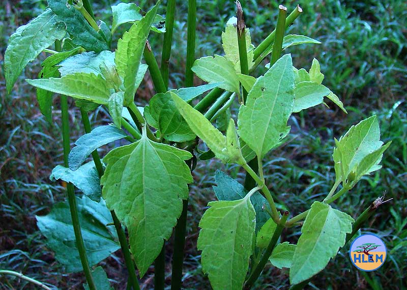 HLEM Triffid weed Chromolaena odorata leaves and stems NEMBA cat 1b alien invasive weed control durban