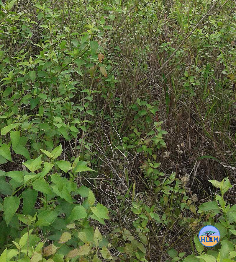HLEM Triffid weed Chromolaena odorata thicket mature plants NEMBA cat 1b alien invasive weed readication control Durban