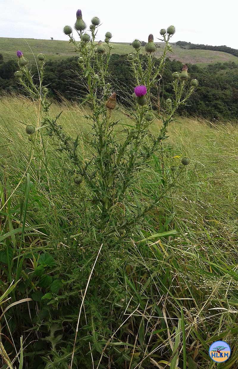 HLEM Scotch thistle Cirsium vulgare plant  NEMBA cat 1b alien invasive weed control durban
