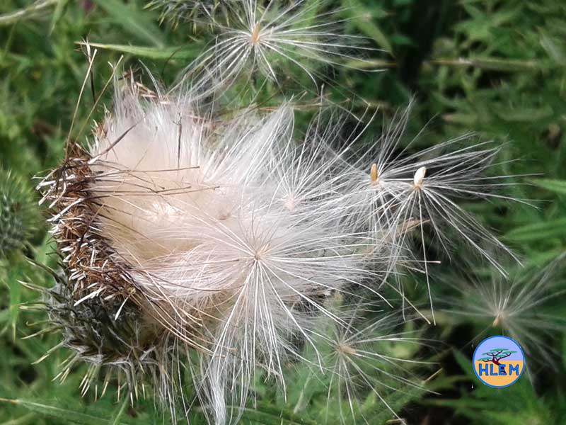 HLEM Scotch thistle Cirsium vulgare seed NEMBA category 1b alien invasive weed control durban south africa