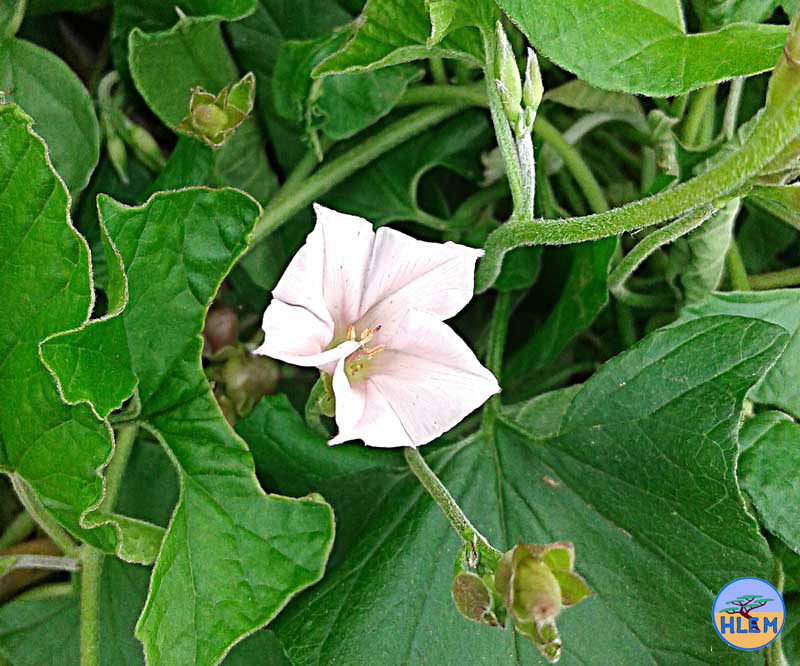 HLEM Convolvulus arvensis NEMBA cat 1b alien invasive weed control durban