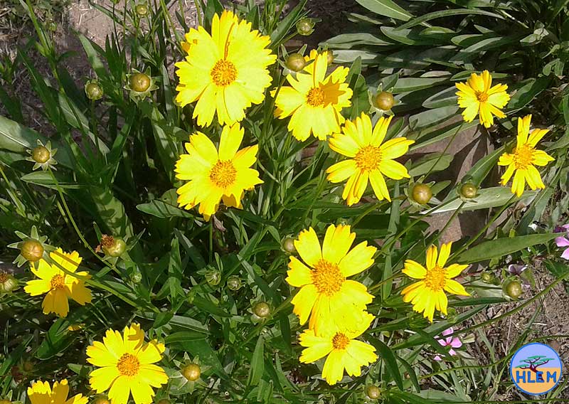 Tickseed Coreopsis lanceolata  flower  NEMBA cat 1a alien invasive weed