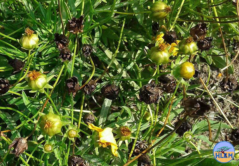 Tickseed Coreopsis lanceolata  seed  NEMBA cat 1a alien invasive weed
