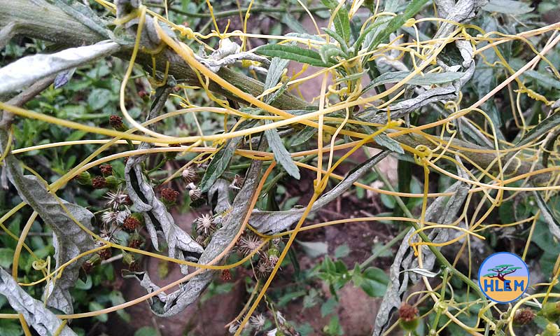 HLEM Common dodder Cuscuta campestris NEMBA cat 1b alien invasive weed control durban