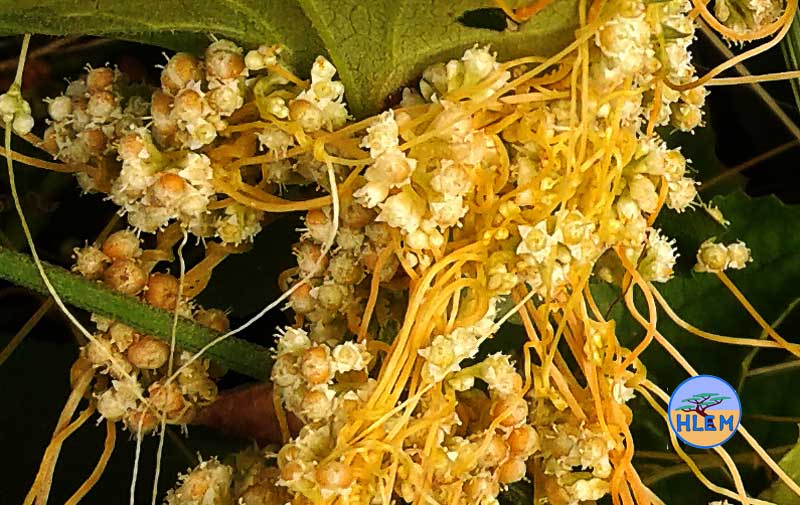 HLEM Common dodder Cuscuta campestris flowers NEMBA cat 1b alien invasive weed control durban