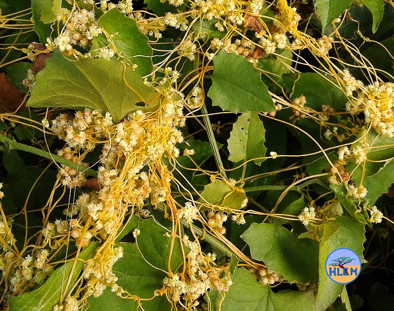 HLEM Common dodder Cuscuta campestris mature plant with flowers NEMBA cat 1b alien invasive weed control durban