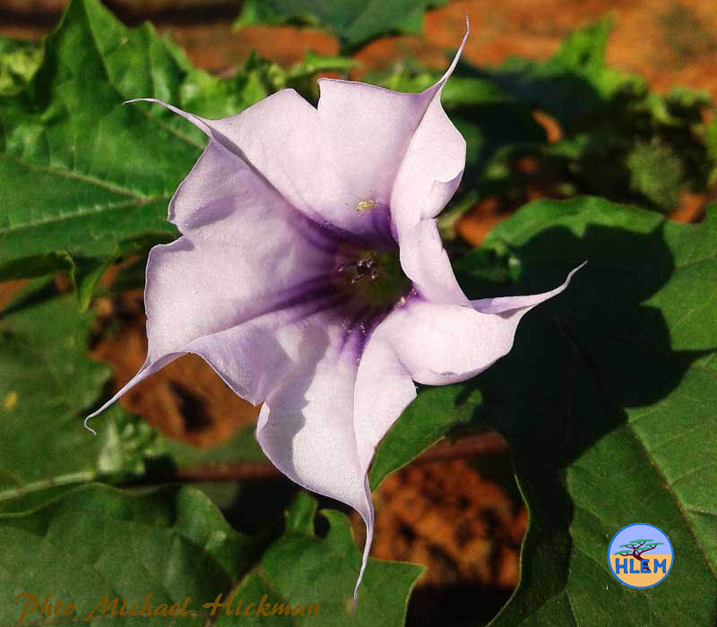 HLEM Flower of Common thorn apple Datura stramonium NEMBA cat 1b alien invasive weed control KZN Durban