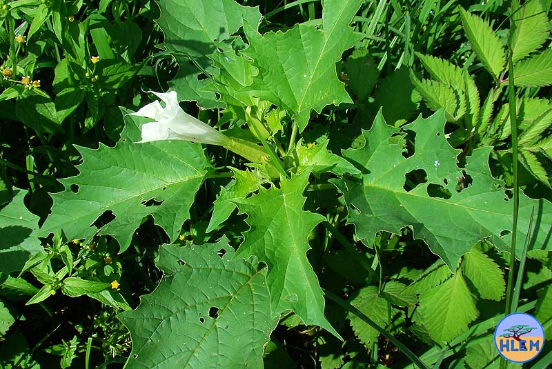 HLEM Common thorn apple Datura stramonium NEMBA cat 1b alien invasive weed control durban