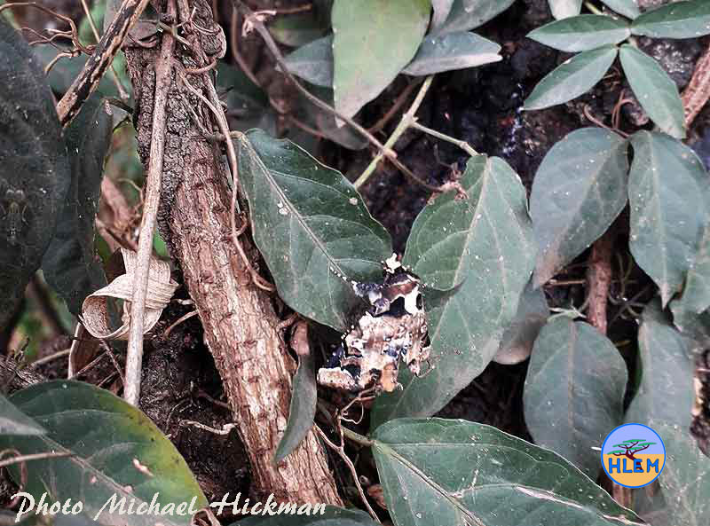 HLEM leaves and stems of Cat's claw creeper Dolichandra unguis-cat with a well camouflage moth