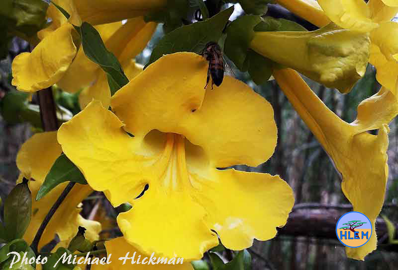 HLEM Cat's claw creeper Dolichandra unguis-cati flower with african honey bee (Apis mellifera scutellata) NEMBA category 1b alien invasive weed control durban