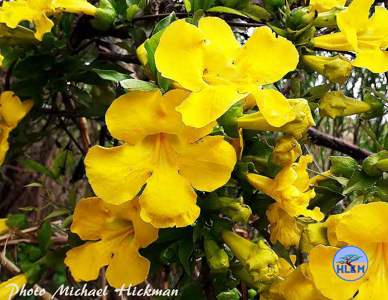 HLEM Cat's claw creeper Dolichandra unguis-cati flowers  NEMBA category 1b alien invasive weed Durban Kwazulu-Natal KZN