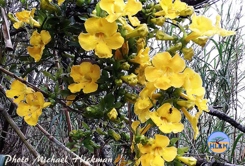 HLEM Flowers of Cat's claw creeper Dolichandra unguis-cati NEMBA category 1b alien invasive weed Durban KZN Kwazulu-Natal South Africa
