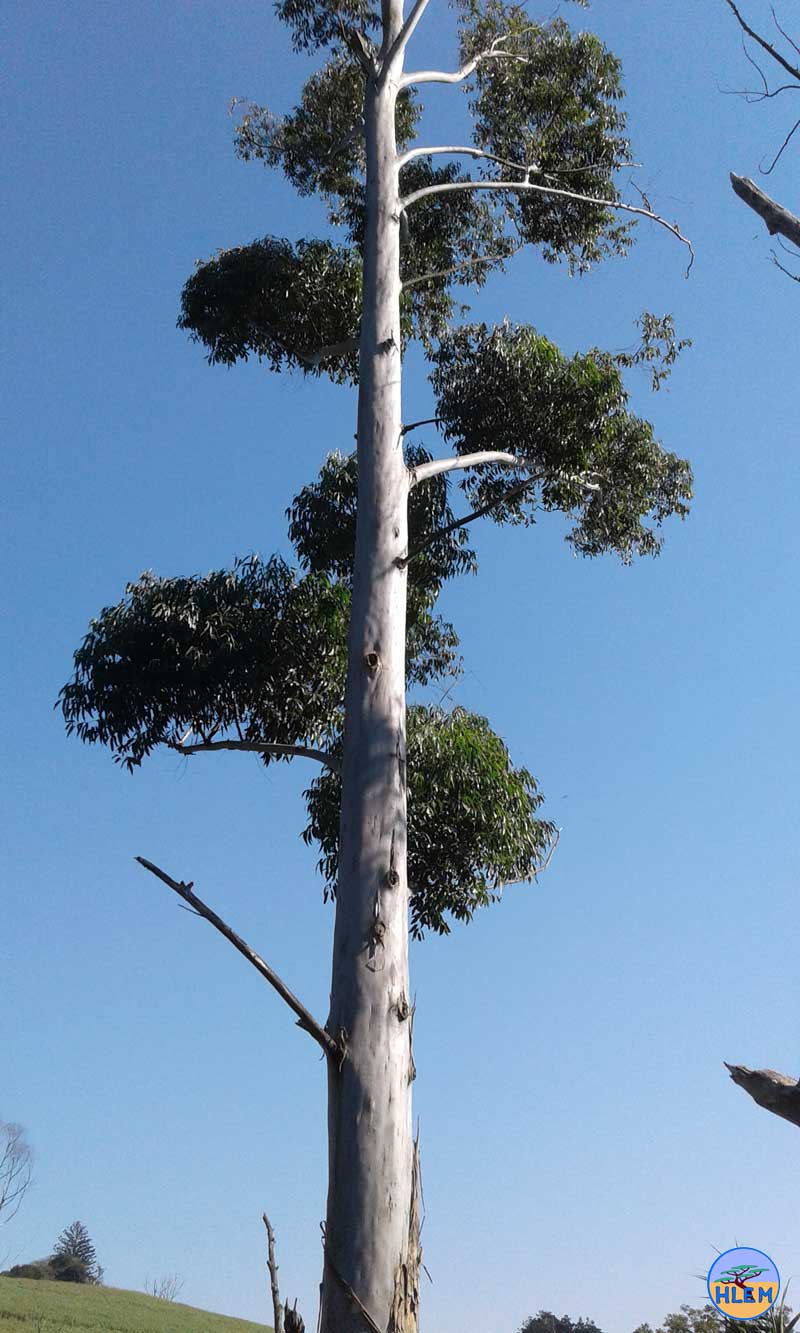HLEM Saligna Eucalyptus grandis NEMBA cat 1b alien invasive weed control durban