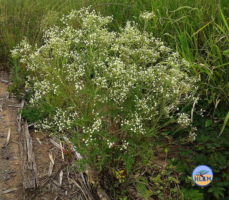 HLEM Famine weed Parthenium hysterophorus large mature plant NEMBA cat 1b alien invasive weed control south africa