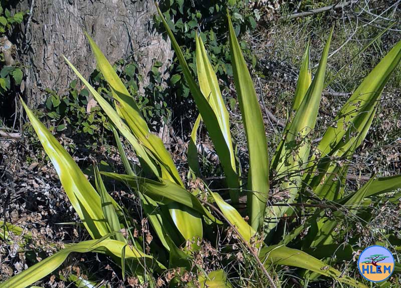 HLEM Mauritian hemp Furcraea foetida NEMBA cat 1b alien invasive weed control durban