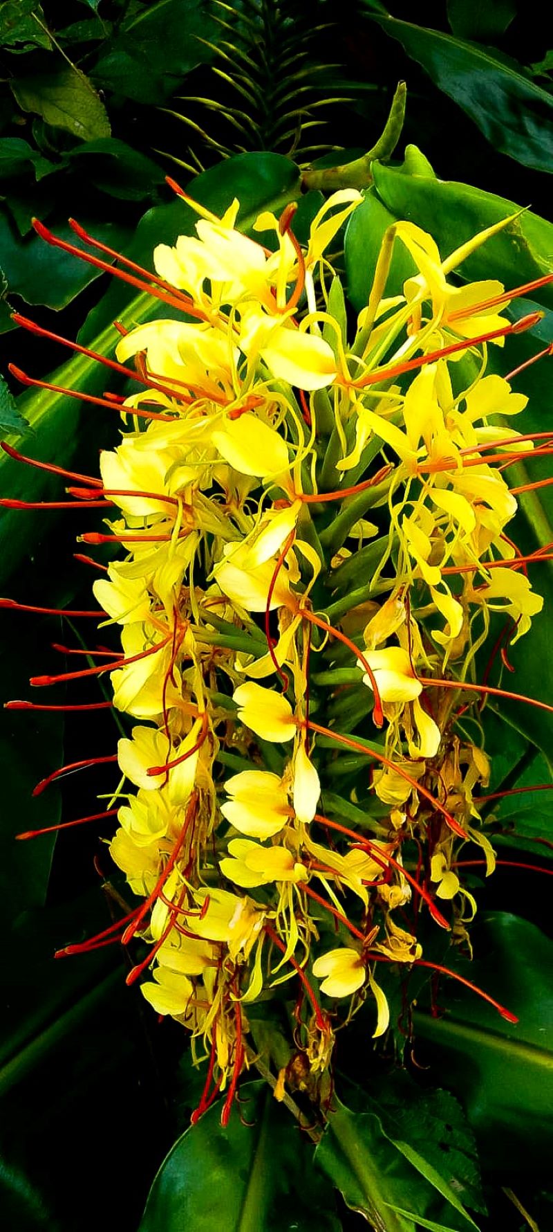 Flower of Kahili ginger Hedychium gardnerianum NEMBA cat 1 alien invasive weed control HLEM Hlengiwe Luthuli Enviromental management (pty) Ltd Durban KZN KwaZulu Natal South Africa