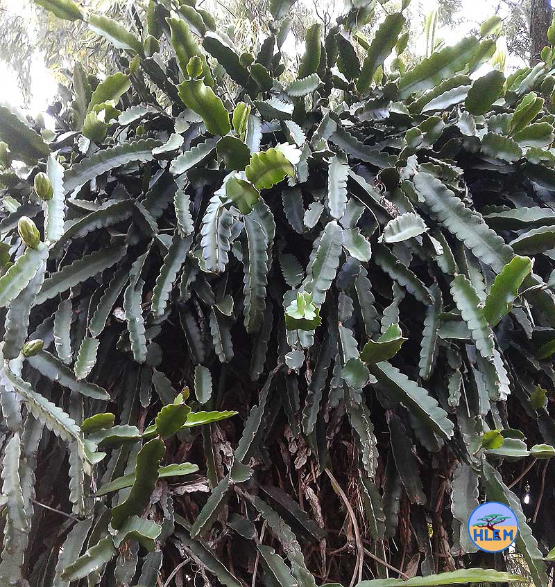 Dragon Fruit Hylocereus undulatus cactus is a  NEMBA cat 2 alien invasive weed control HLEM Hlengiwe Luthuli Environmental Management (Pty) Ltd Durban KZN KwaZulu Natal South Africa