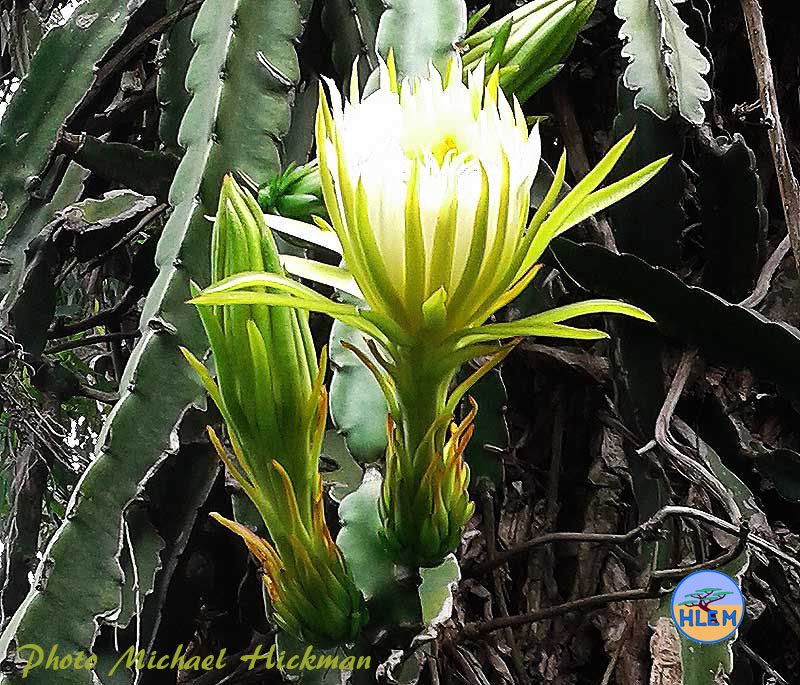 Close of of the flower of the night flowering Dragon Fruit Hylocereus undulatus cactus is a  NEMBA cat 2 alien invasive weed control HLEM Hlengiwe Luthuli Environmental Management (Pty) Ltd Durban KZN KwaZulu Natal South Africa