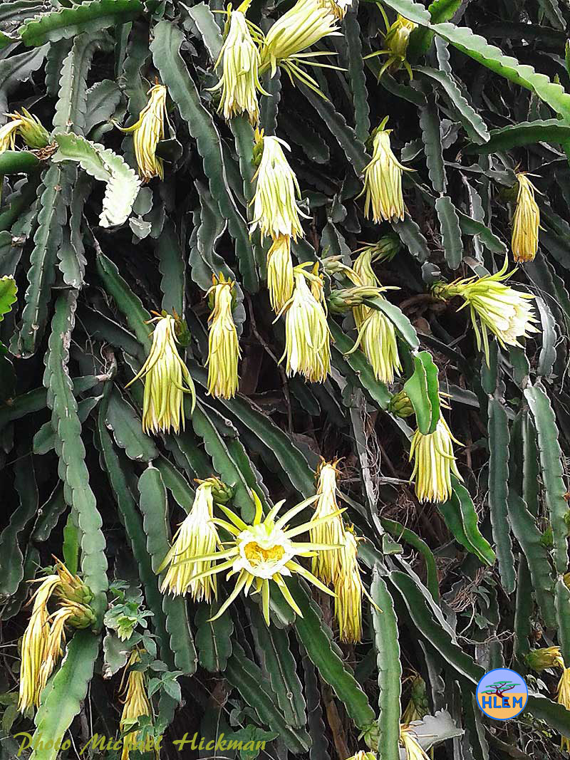 Partially wilted flowers of the night flowering Dragon Fruit Hylocereus undulatus cactus is a  NEMBA cat 2 alien invasive weed control HLEM Hlengiwe Luthuli Environmental Management (Pty) Ltd Durban KZN KwaZulu Natal South Africa