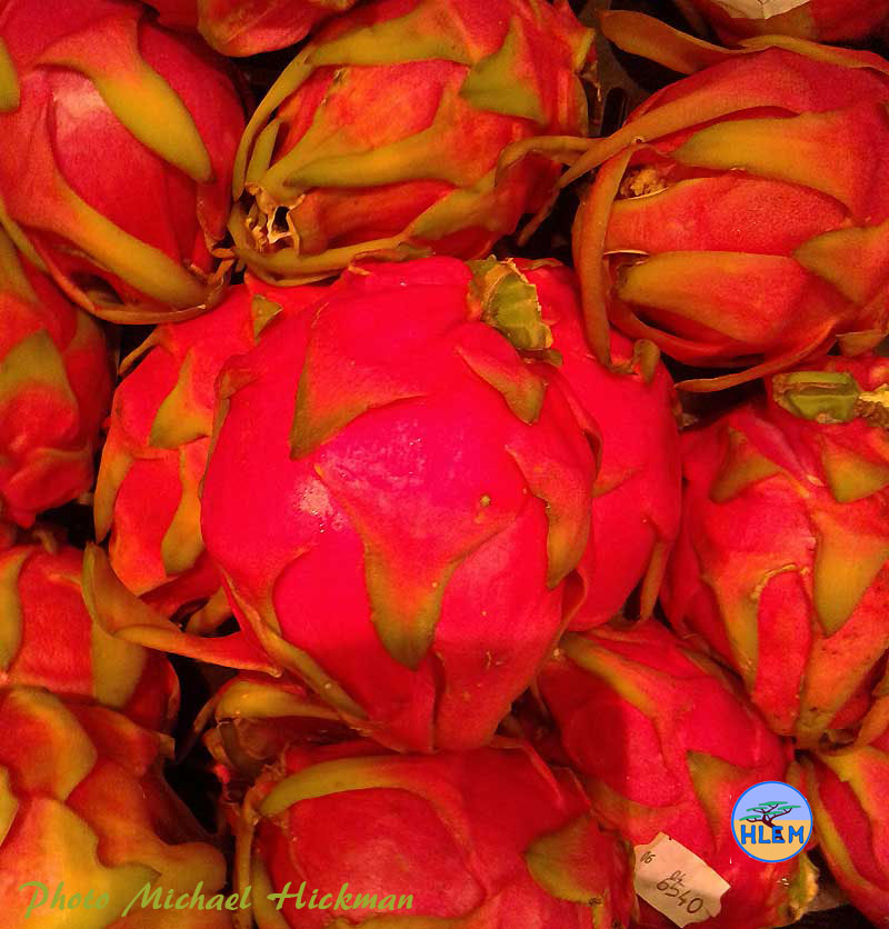 Photo of ripe fruit  of the night flowering Dragon Fruit Hylocereus undulatus cactus taken at the PnP local supermarket  NEMBA cat 2 alien invasive weed control HLEM Hlengiwe Luthuli Environmental Management (Pty) Ltd Durban KZN KwaZulu Natal South Africa