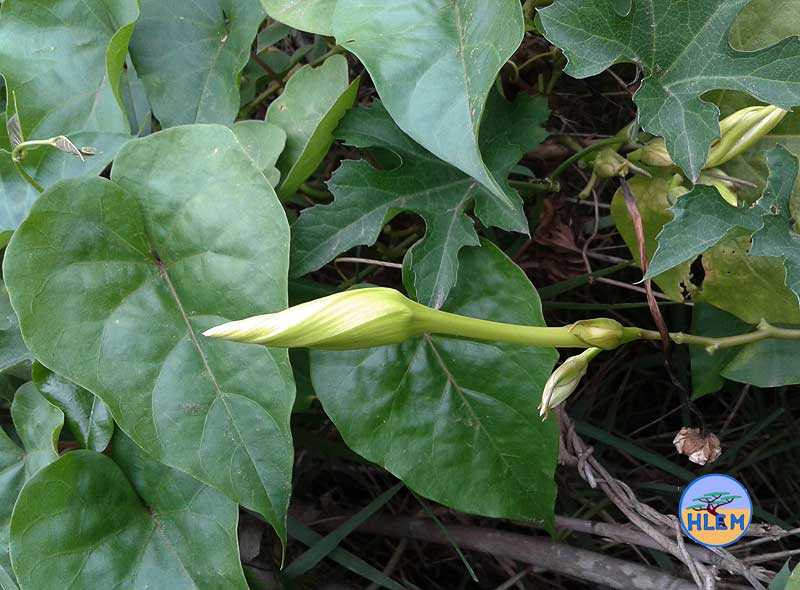 HLEM Moonflower  Ipomoea alba showing flower bud NEMBA cat 1b alien invasive weed control durban south africa