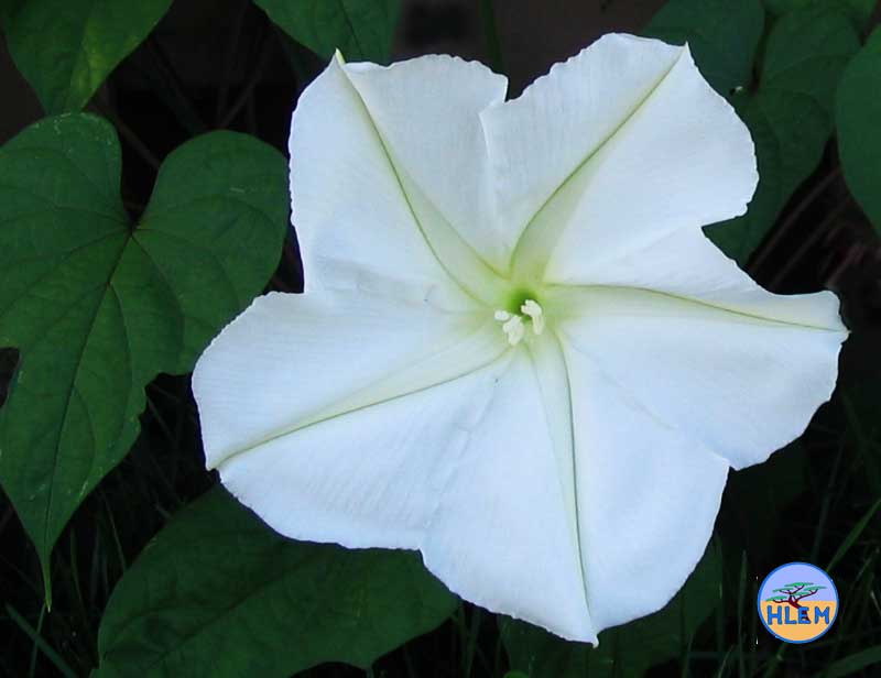 HLEM Moonflower  Ipomoea alba showing open flower details from the front NEMBA cat 1b alien invasive weed control durban south africa