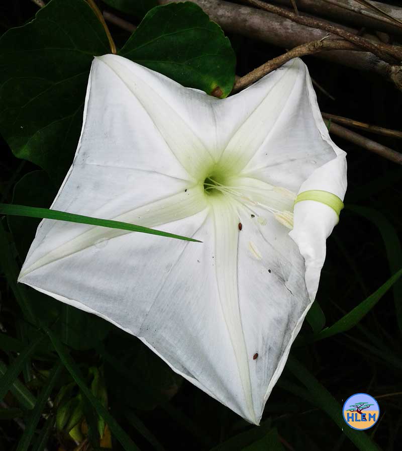 HLEM Moonflower  Ipomoea alba showing partly wilted flower details from the front NEMBA cat 1b alien invasive weed control durban south africa