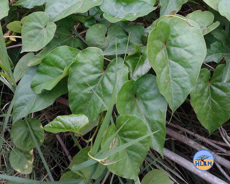 HLEM Moonflower  Ipomoea alba showing leaf details NEMBA cat 1b alien invasive weed control durban south africa