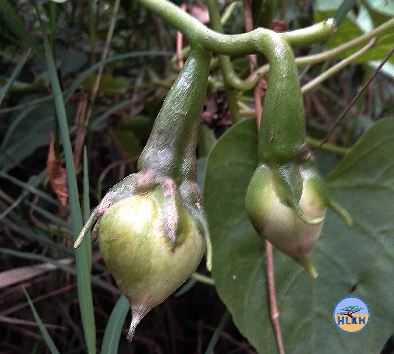 HLEM Moonflower  Ipomoea alba showing immature seed pods NEMBA cat 1b alien invasive weed control durban south africa