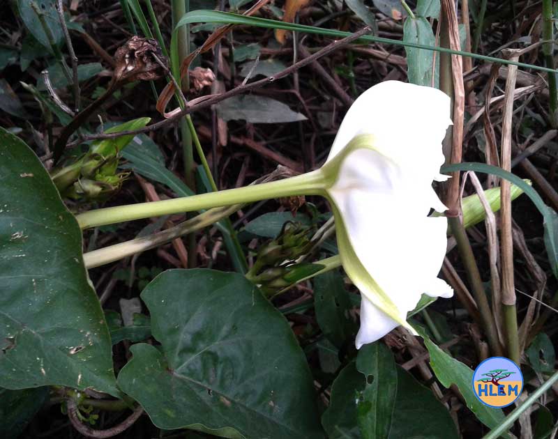 HLEM Moonflower  Ipomoea alba showing partly wilted flower tube details NEMBA cat 1b alien invasive weed control durban south africa