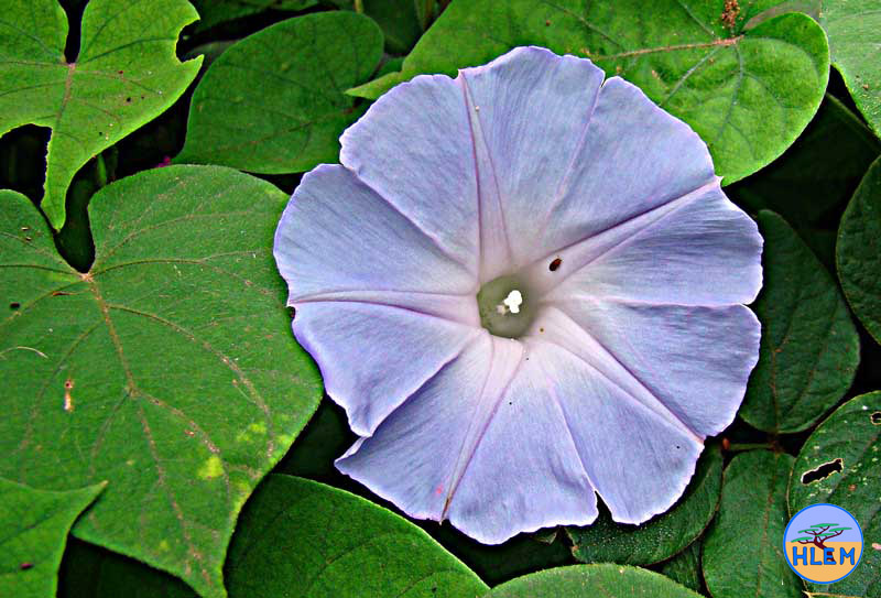 HLEM ipomoea indica NEMBA cat 1b alien invasive weed control durban