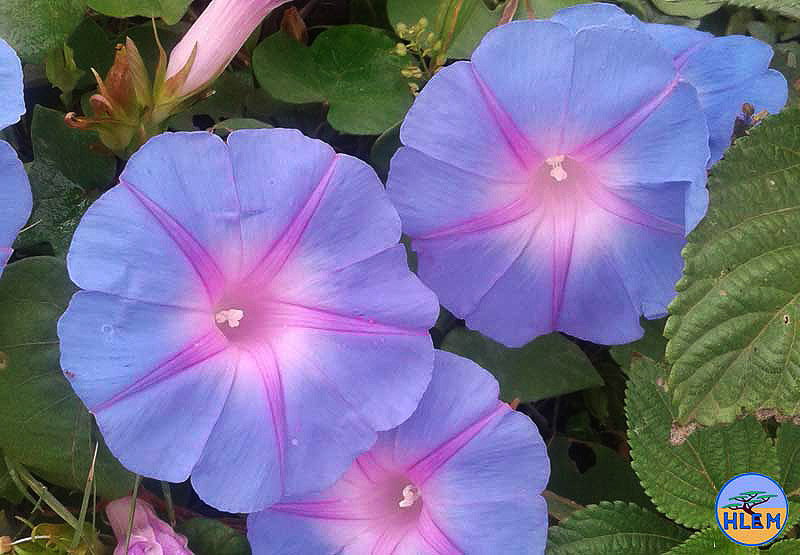 HLEM Morning glory Ipomoea indica flower NEMBA cat 1b alien invasive weed