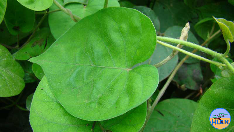 HLEM Morning glory  indica leaf NEMBA cat 1b alien invasive weed