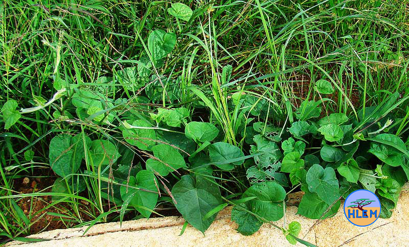 HLEM Leaves of the Common morning glory Ipomoea purpurea NEMBA cat 1b alien invasive weed control Durban