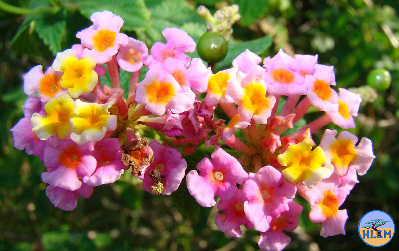 HLEM Lantana camara flower  NEMBA cat 1b alien invasive weed control durban