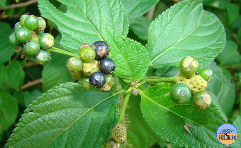 HLEM Lantana camara seed NEMBA cat 1b alien invasive weed