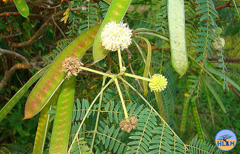 HLEM  Leucaena leucocephala NEMBA cat 1b alien invasive weed control durban
